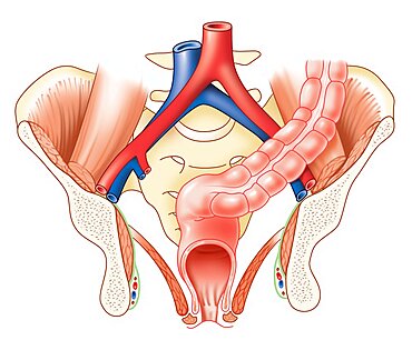 Rectum, Drawing