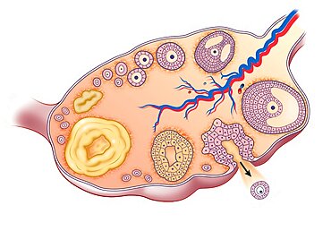 Ovarian Cycle, Drawing