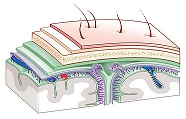 Meninges, Drawing