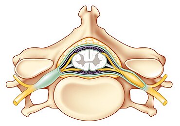 Spinal Cord, Drawing