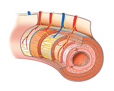 Digestive System, Illustration