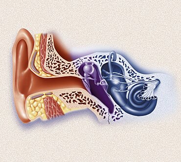 Internal Ear, Drawing