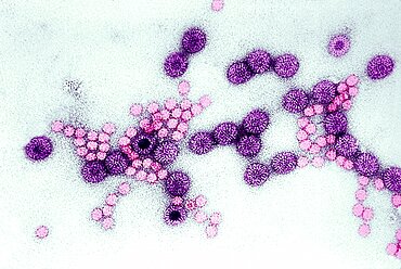 Rotavirus