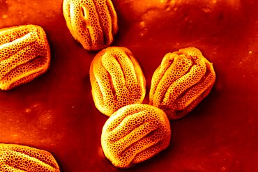 Primrose Pollen, Sem