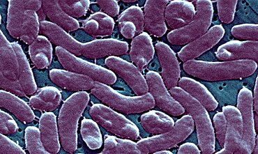 Vibrio Vulnificus