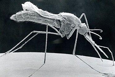 Anopheles Stephensi, Sem