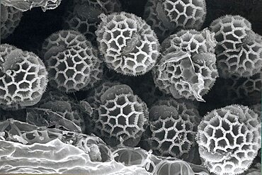 Mugwort Pollen SEM