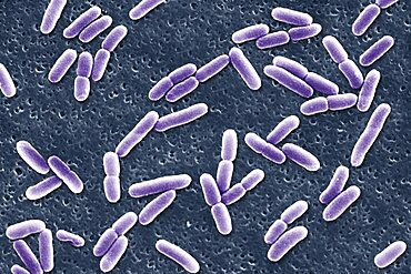 Escherichia Coli, Sem