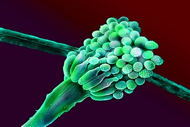 SEM image of Aspergillus Fumigatus