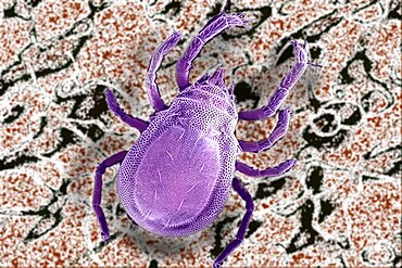 SEM image of Mite