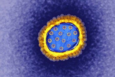 Avian Influenza Virus