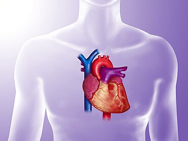 Anatomy of Heart, Illustration