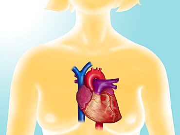 Anatomy of Heart, Illustration