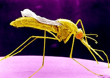 Anopheles Stephensi, SEM