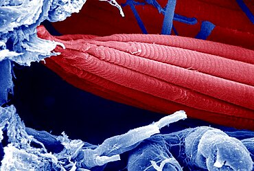 Muscle fiber, SEM