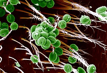 Pollen on bee's leg, SEM