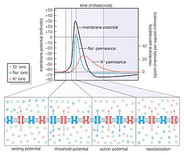 Changes in ion permeance underlying the action potential.