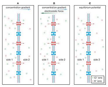 The diffusion of potassium cations across a semipermeable membrane.