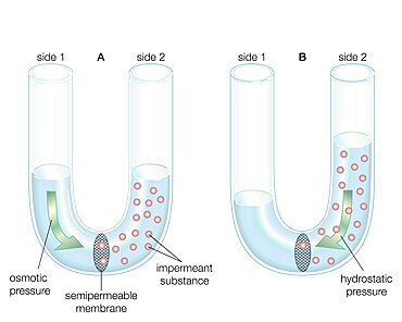 The diffusion of water across a semipermeable membrane.