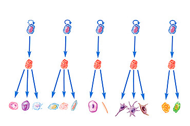 Representation of adult stem cells, multipotential progenitors, and committed precursors.