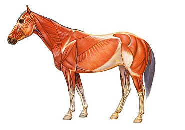 Horse anatomy, drawing.