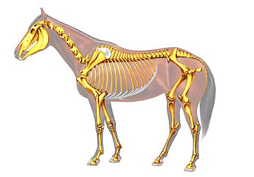 Horse skeleton.