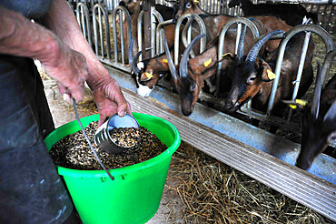 Former high-level sportsman Xavier Philippe has converted to goat farming and the manufacture and sale of fresh cheese, tomme cheese, cottage cheese, cheese, yogurt, organic milk