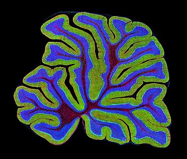 Cerebellum, Fluorescent LM