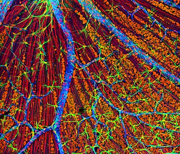 Retina, Fluorescent LSM