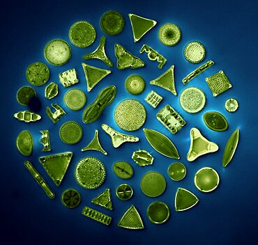 50 Diatom Species, Photomicrograph