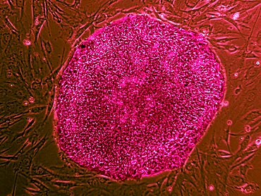 Human Embryonic Stem Cell Line BG02