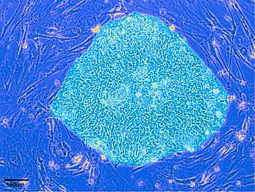 Human Embryonic Stem Cell Line WA09