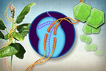 Plant Resistance, Gene Editing, CRISPR/Cas9