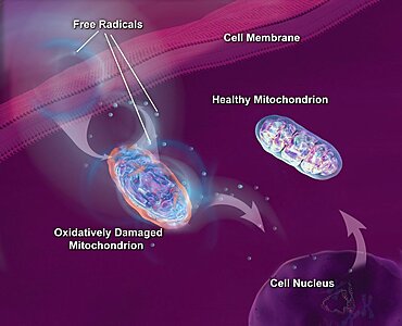 Alzheimer's Disease, Mitochondrial Damage