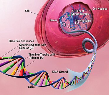 Early Onset AD: DNA, Chromosomes and Genes