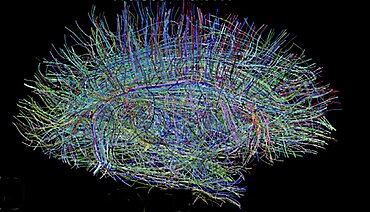 Neural Fibers in Human Brain