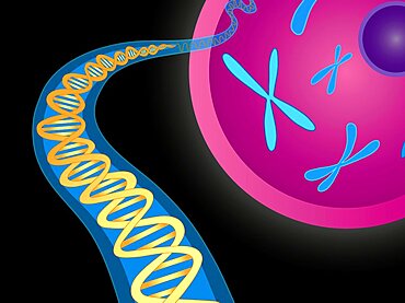 Chromosomes and DNA Double Helix