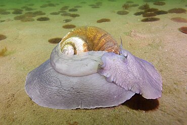 Northern Moon Snail