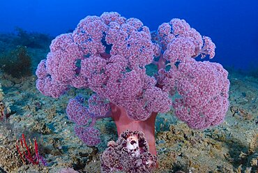 Dendronepthya soft coral