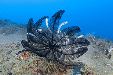 Very Spiny Feather Star