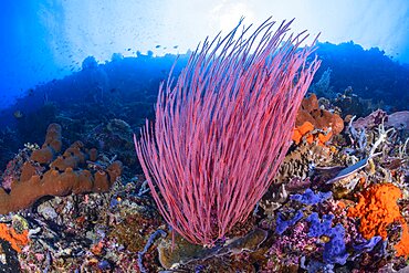 Red whip coral