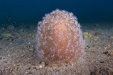 Sea Pen