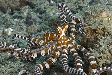 Wunderpus Octopus