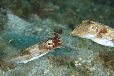 Leaf Scorpionfish