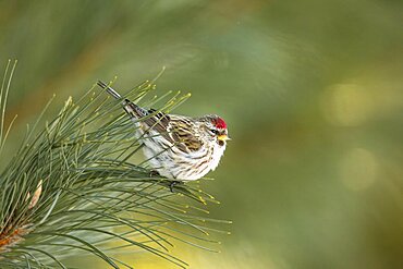 Common redpoll