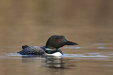 Common Loon