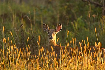 White-tailed deer