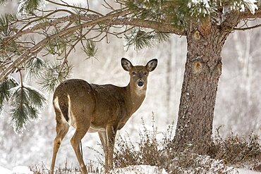 White-tailed deer