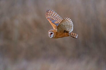 Barn Owl, Tyto alba