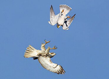 Red-tailed Hawk and Peregrine Falcon